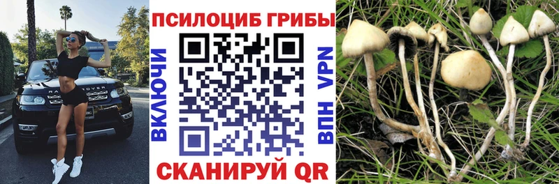 наркошоп  Бодайбо  Галлюциногенные грибы Cubensis 